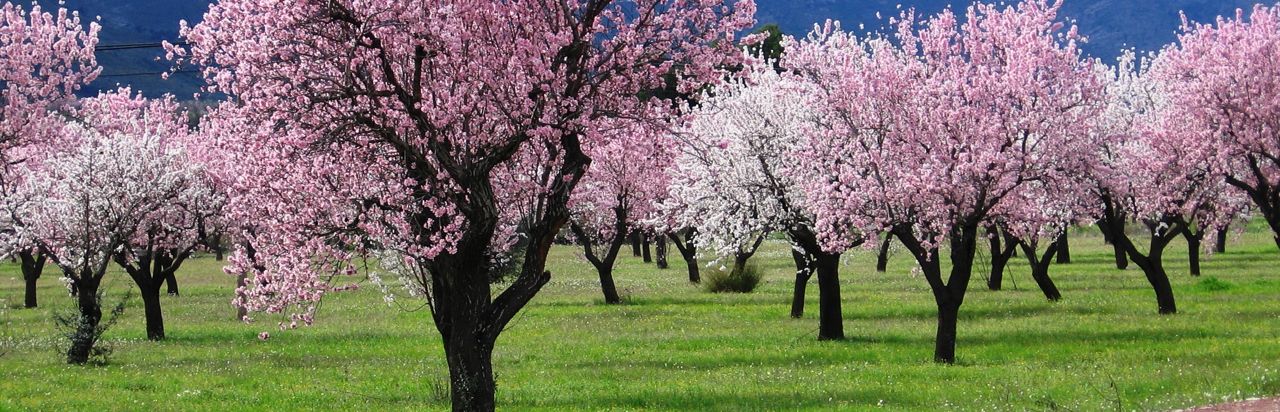 almond blossom Ibiza winter