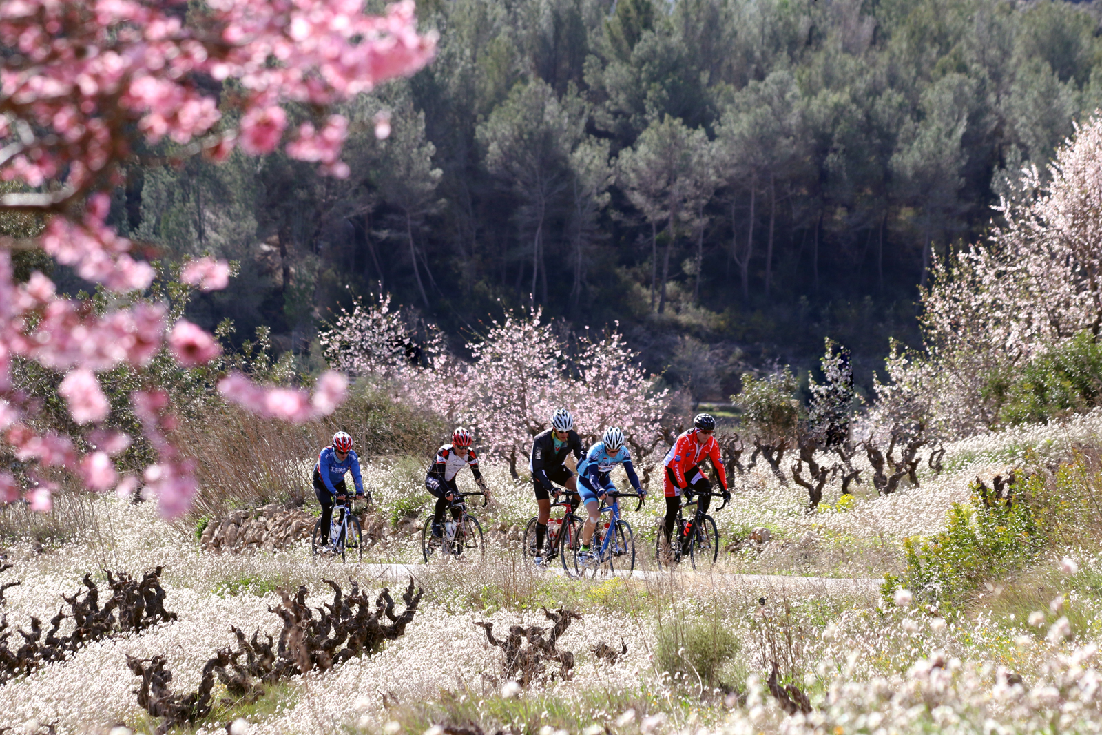 Blossom Ibiza 